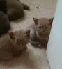 Intelligent and sweet British shorthair kittens