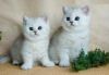 British short hair kittens for rehoming