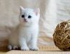 Short Hair British Blue Kitten