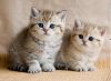 British shorthair kittens for free