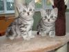 Silver Tabby kittens
