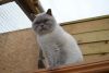 Rare Colo British Shorthair Kittens For Sale