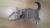 Friedly British ShortHair Kittens Looking