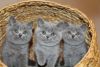 11 Weeks British Shorthair Kittens For Adoption