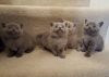 Gccf Registered British Shorthair Kittens