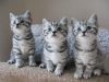 British Short Hair Kittens available