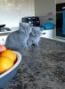 Best British Shorthair Kittens for loving homes