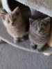 Bristish Shorthair Kittens Ready To Leave