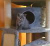 Gccf Registered British Shorthair Kitten