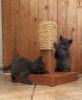 Reg, British Shorthair Male & female Kitten - For Sale