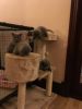 100% Pure Breed Chunky British Short hair Kittens For Adoption
