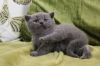 Adorable chunky British Shorthair kittens available.