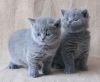 Gccf Blue British Shorthair Kittens Ready Now.