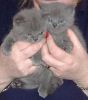 remarkable M/F British Shorthair Kittens ready now for any good home