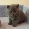 British Shorthair kittens Available
