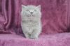British shorthair Top Show male Kitten.Text us on (xxx) xxx-xxx9