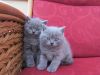 British Shorthair Kittens Ready Now Text us on (xxx) xxx-xxx9