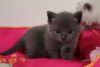 Adorable British Shorthair Kittens Text us on (xxx) xxx-xxx9