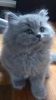 British Shorthair Blue Male and Female Awaits for Lovely Home