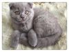 Light Lilac Scottish Fold Kitten Available Super Cute Playful Sweet