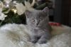 British Shorthair Kittens Available Now !!!
