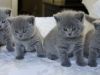 GCCF Registered British Shorthair Kittens