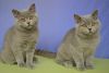 Blue Purebred British Shorthair Kittens