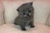 Chunky British Shorthair Kittens
