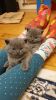Stunning 3 British Shorthair Kittens