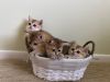British golden Shorthair kittens