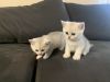 Purebred British shorthair ready for their new home