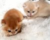 British shorthair kittens