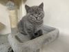 Beautiful British Shorthair Kitten for sale