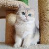 Amazing Home Raised British Shorthair Kittens Available.