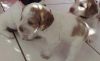 Brittany Spaniel Puppies