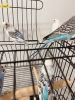 For sale 8 birds , white, blue Very friendly and healthy $15 each