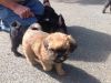 Adorable Brussels Griffon Pups Ready For Adoption!