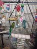 Parakeets for sale males and females. A female is already laying eggs.