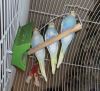 Budgie Parakeets ($20 for two)