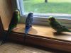 3 budgies, cage, and accessories