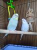 2 male parakeets