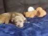 Adopt My 9month Pitbull Terrier