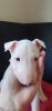 Mini bull terriers puppies for sale near me
