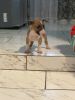 English Bull terrier pups