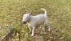 White FEMALE Bull terrier