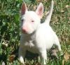 Bull Terrier Puppies Male and female Ready