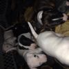 AKC registered Bull Terriers for sale