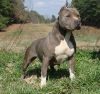 American Pitbull Terrier Puppies Are Avilable