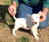 Friendly Bull Terrier puppies ready to go.