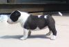 AKC Bull Terrier female pup